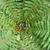 Polystichum braunii