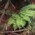 Polystichum polyblepharum