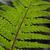Close up of frond