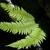 Polystichum setiferum
