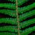 Polystichum setiferum