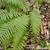 Polystichum setiferum