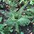 Polystichum setiferum