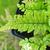 Polystichum tsus-simense
