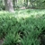 Understory covered with rosettes of ferns.