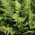 Polystichum luctuosum