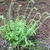 Polystichum acrostichoides
