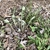 New fiddleheads emerging from rosette of old leaves.