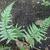 Polystichum luctuosum
