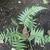 Polystichum luctuosum
