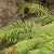 Pinnate fronds of varying lengths.