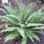A neat rosette of pinnate fronds.