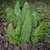 Pinnate fronds of varying lengths.