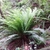 A large rosette of many pinnate fronds.