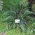 Polystichum luctuosum