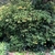 Dense shrub with orange fruits.