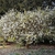 Small tree covered with white flowers.