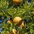 Leafy branches with orange, rough-skinned fruits.