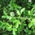 A leafy shoot with trifoliolate leaves and winged petioles.