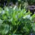 Pontederia cordata