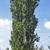 Populus nigra