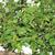 Populus nigra