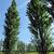 Populus nigra 'Italica'