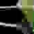 Leaf petiole (Fort Collins, CO)-Early Summer