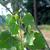 Populus deltoides