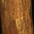 Populus deltoides