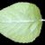 Underside of leaf