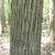 Bark