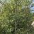 Form