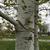 Bark