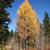 Fall color