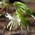 Stem, underside of leaves, flower