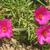Single Flower