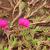 Leaves and flowers