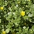 Yellow flowers among fleshy leaves