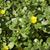 Portulacaceae  oleracea