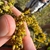 Bunched small yellow in post bloom in September in Virginia