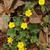 Potentilla canadensis