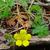 Potentilla canadensis