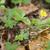 Potentilla canadensis