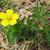 Potentilla canadensis