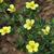 Potentilla fruticosa