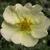 Potentilla fruticosa