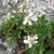 Flowers and leaves