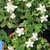 Flowers and leaves, growing as a ground cover