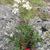 Potentilla tridentata